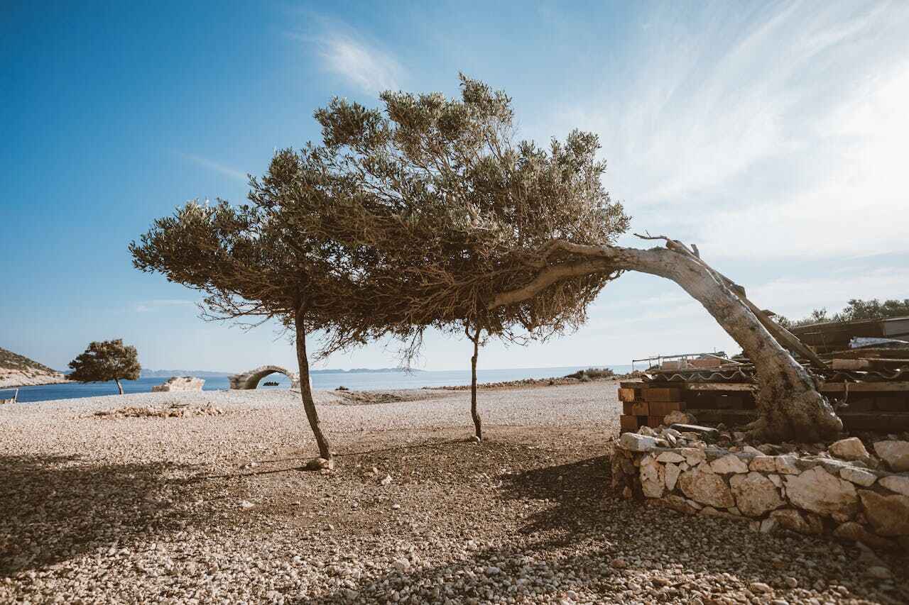 Tree Removal for Businesses in Bee Cave, TX